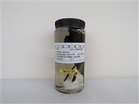 藏品(家燕)的圖片